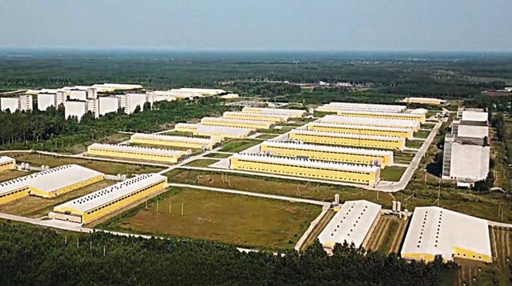     В Ленинградской области будет много яиц