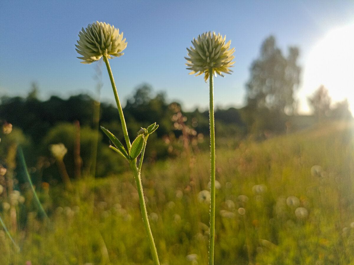 Цветы ярким летом