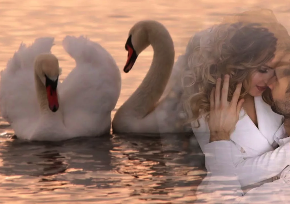 Трогательная песня женщине. Влюбленные лебеди. Лебединая верность. Любовь и лебеди. Верность лебедей.