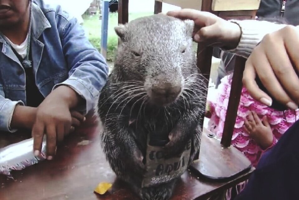 Все обращают внимание, на то, как пакарана ест. С чувством, толком, радуясь каждому кусочку