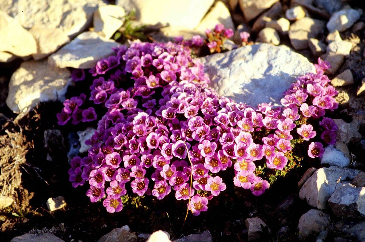 Камнеломка супротивнолистная (Saxifraga oppositifolia). Фото из интернет-источников.