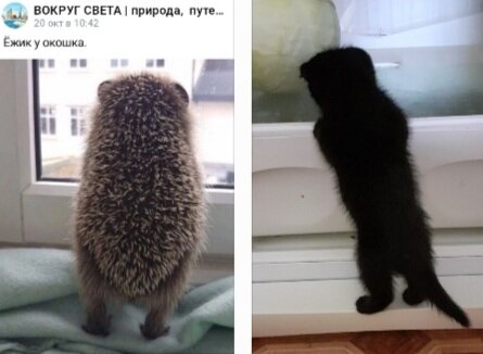 Слева - ёжик у окошка. Справа наш-изучает содержимое холодильника.