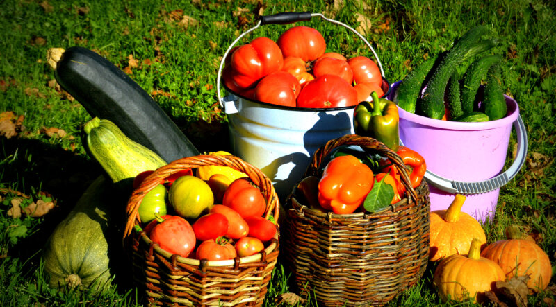 Как сохранить урожай, или летний день год кормит — Журнал Теремъ