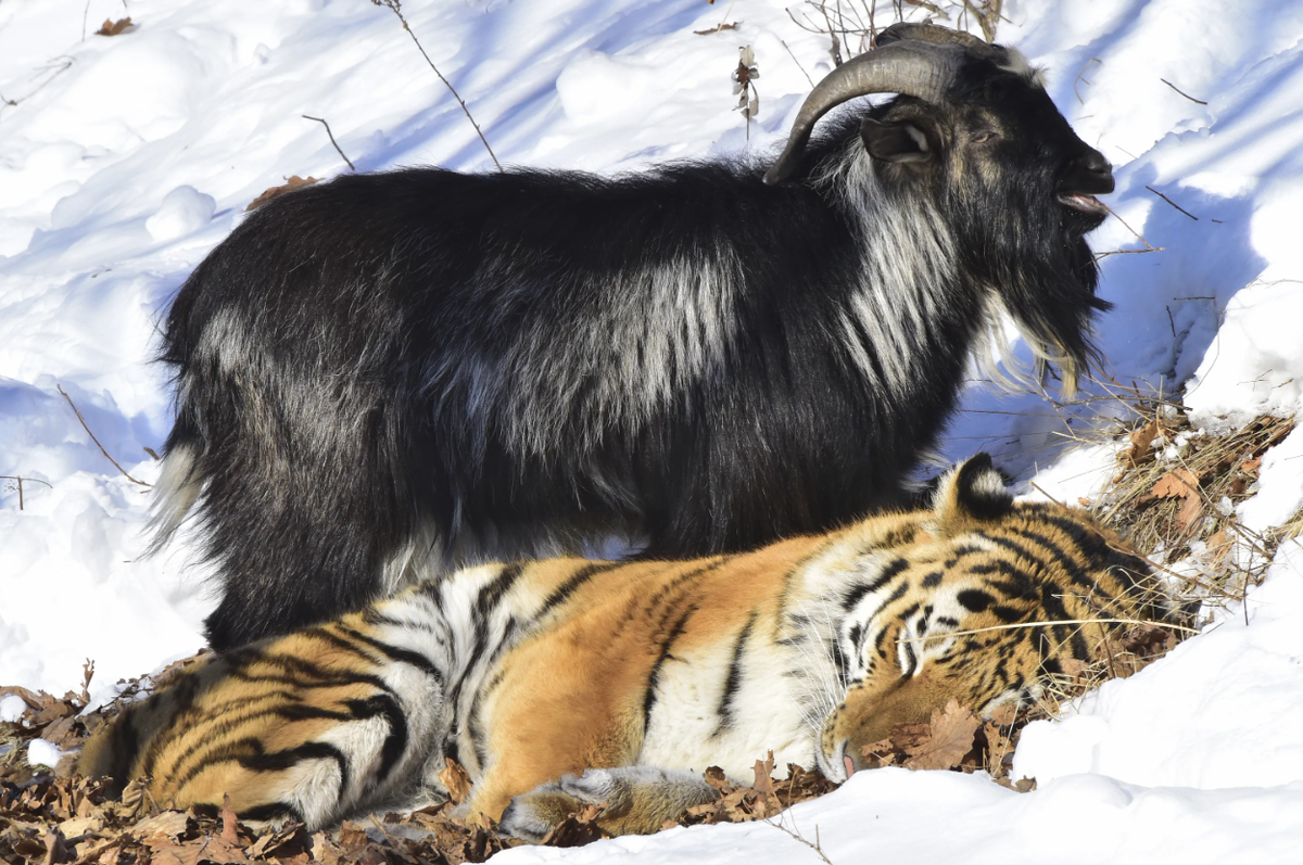 То что тигр, не смотрит на козла. Не значит, что козел - тигр 