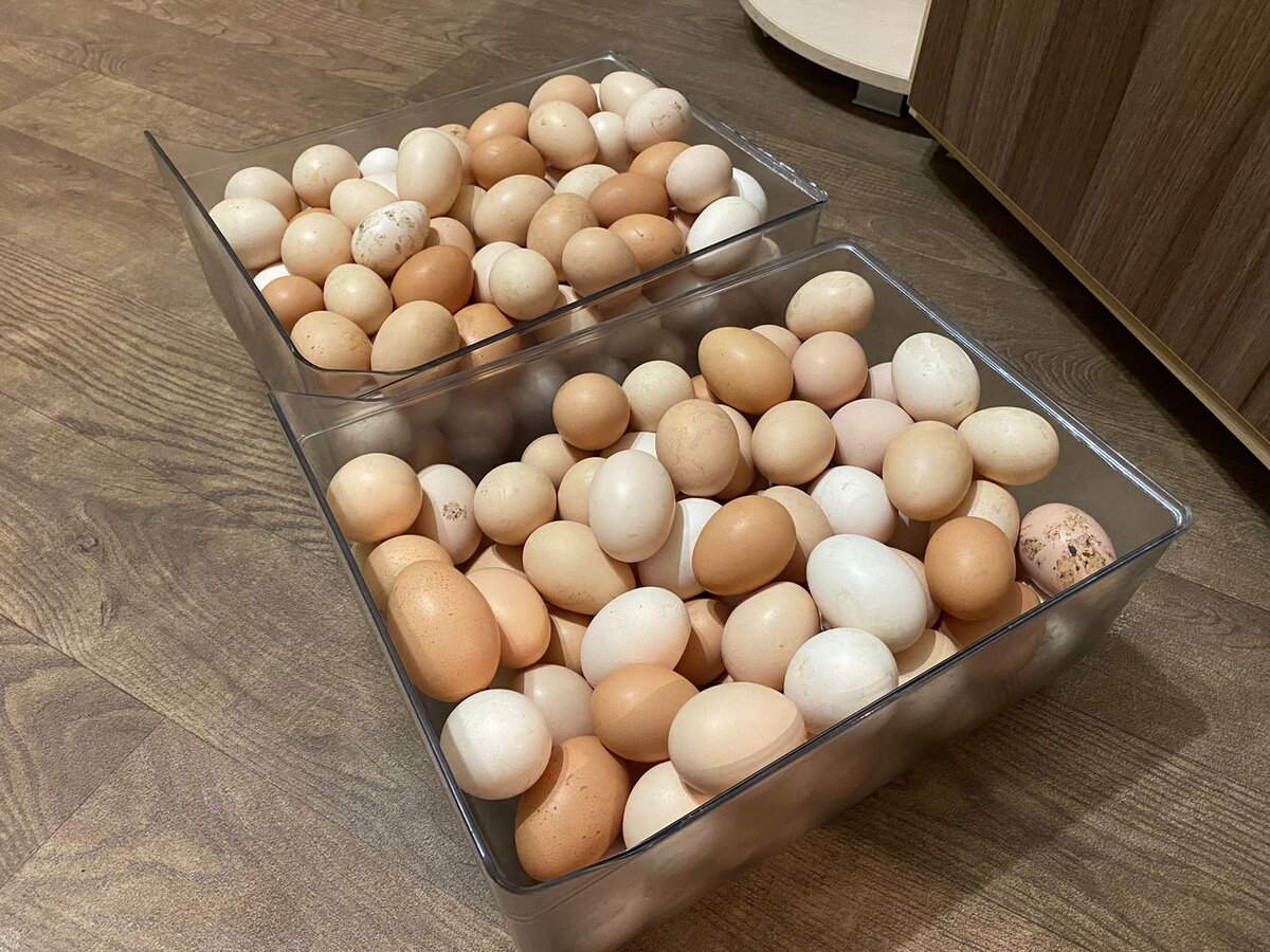 Летний урожай яиц