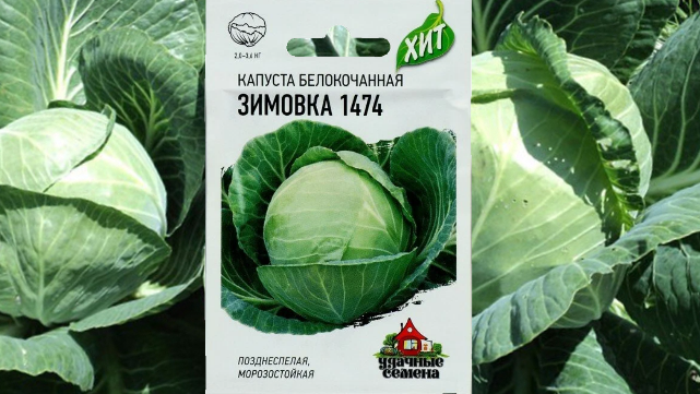 Зимовка 1474. Вес кочана около 3 кг, созревает за 170 дней