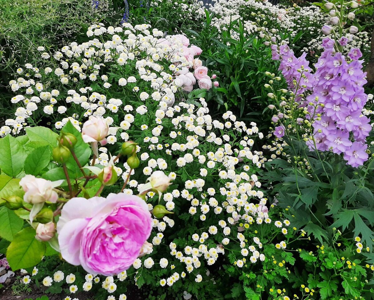 Хорошие соседи для роз: какие растения можно посадить рядом с королевой сада