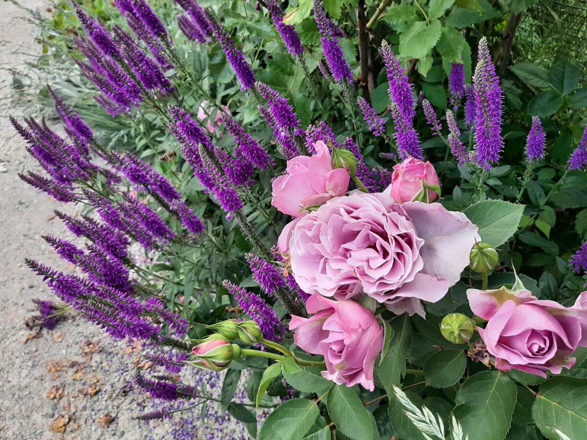  С розочкой Love Song