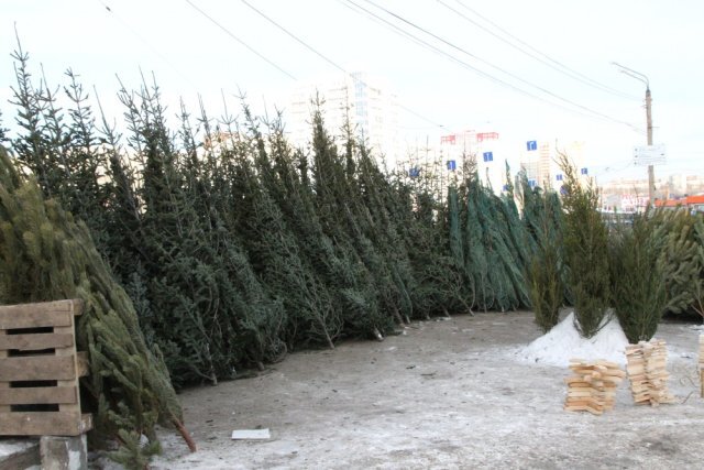   Когда лучше покупать живую новогоднюю елку?