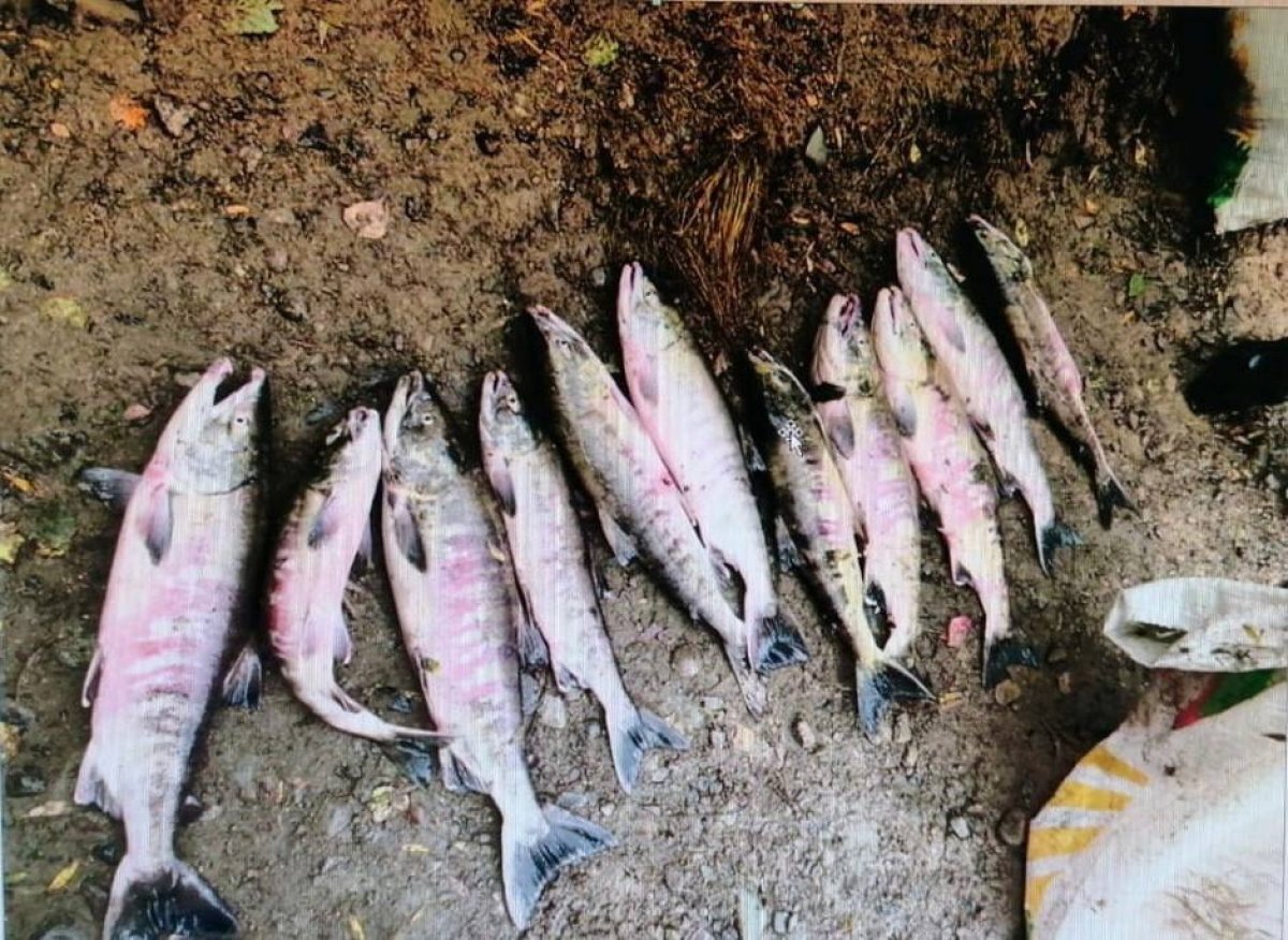    Двоих хабаровчан будут судить за вылов кеты на 260 тысяч рублей