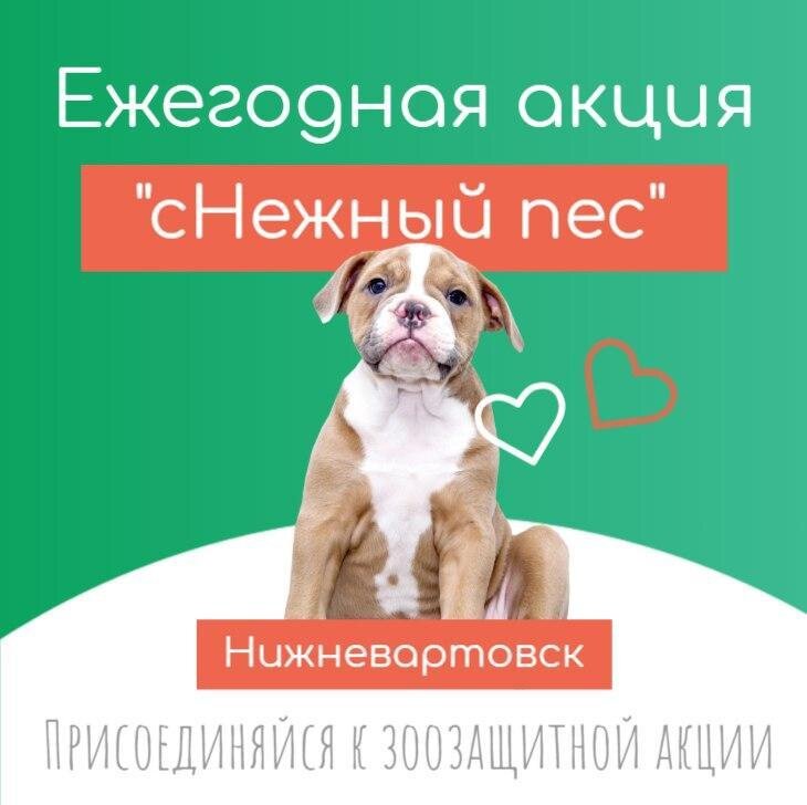    В Нижневартовске продолжается зоозащитная акция «сНежный пес»