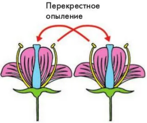 Перекрестное опыление, которое можно выполнить с помощью ватной палочки.