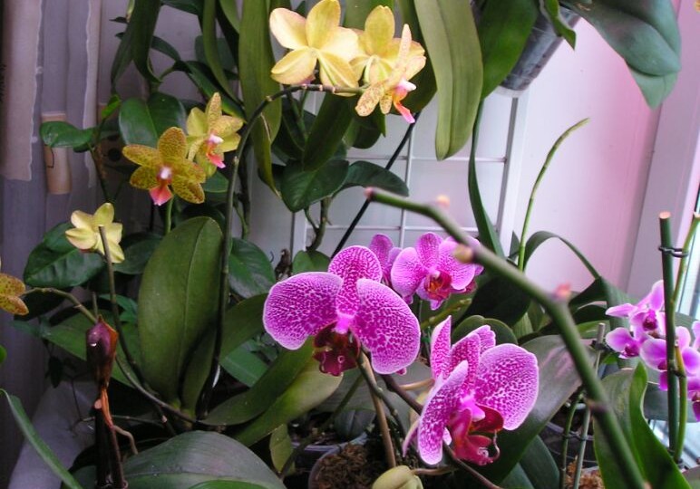 Когда пересаживать орхидеи в домашних условиях по лунному календарю в 2024 году?