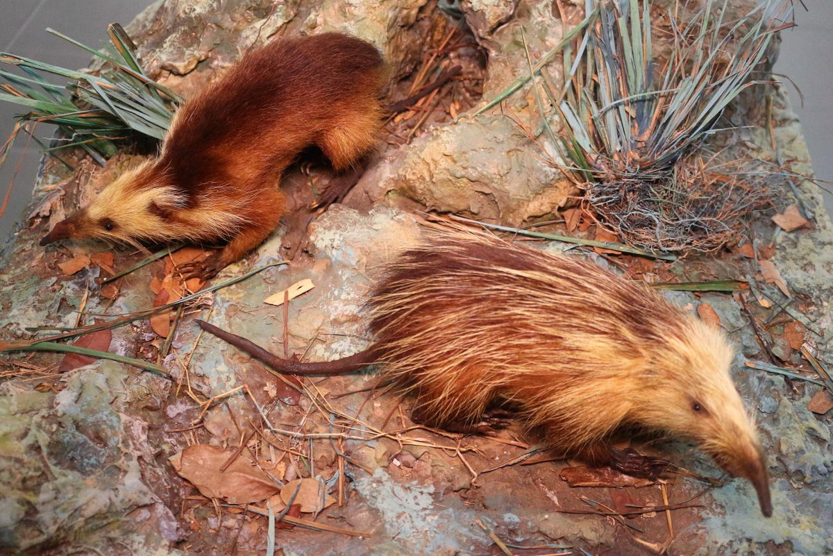 Solenodon cubanus. Щелезуб животное. Кубинский щелезуб. Гаитянский щелезуб.