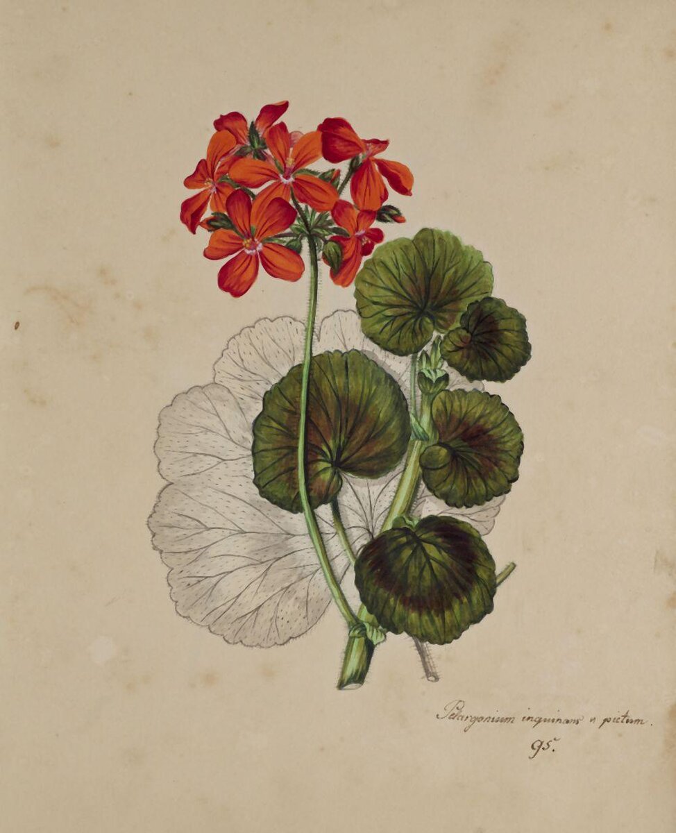 Акварельный рисунок пеларгонии, источник drouot.com 