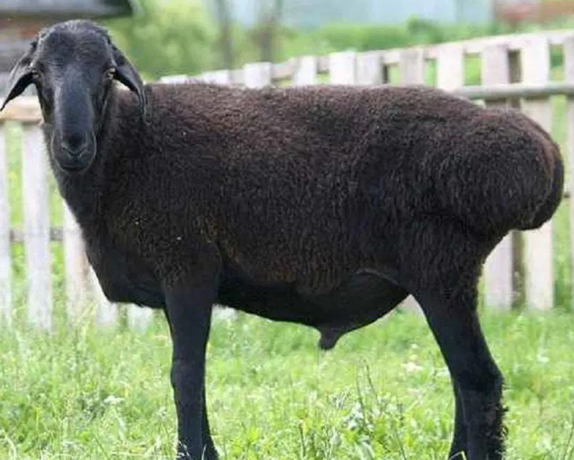 Эдильбай (Эдельбай) овцы и бараны, описание попроды