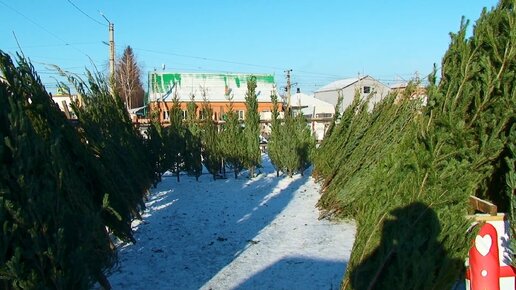 На что нужно обращать внимание при покупке живой ели? (Бийское телевидение)