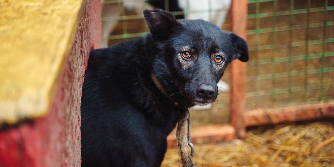 Тоска в глазах Зефирки