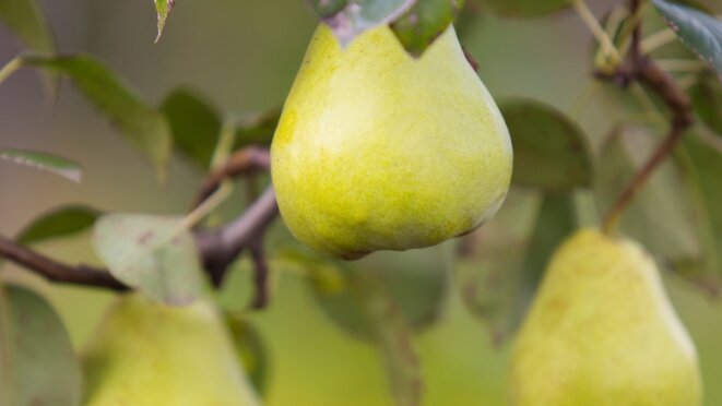 Рекомендованные сорта груш для Подмосковья
