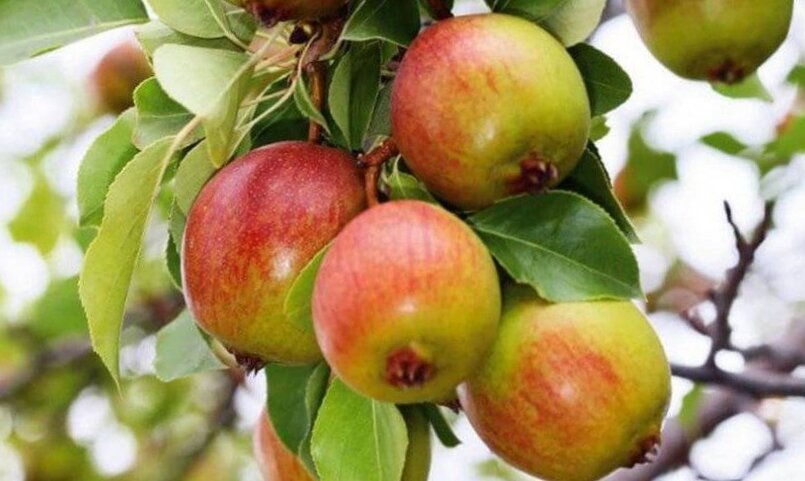 Грушка Красуля. Плоды округлые, немного приплюснутые. Масса колеблется между 85 и 120 г.