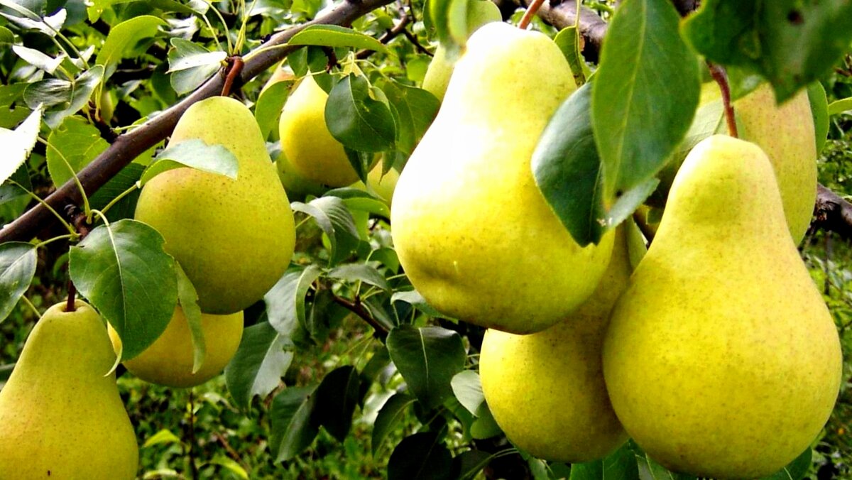 Сорт груши Чижовская. Масса до 100-140 грамм.