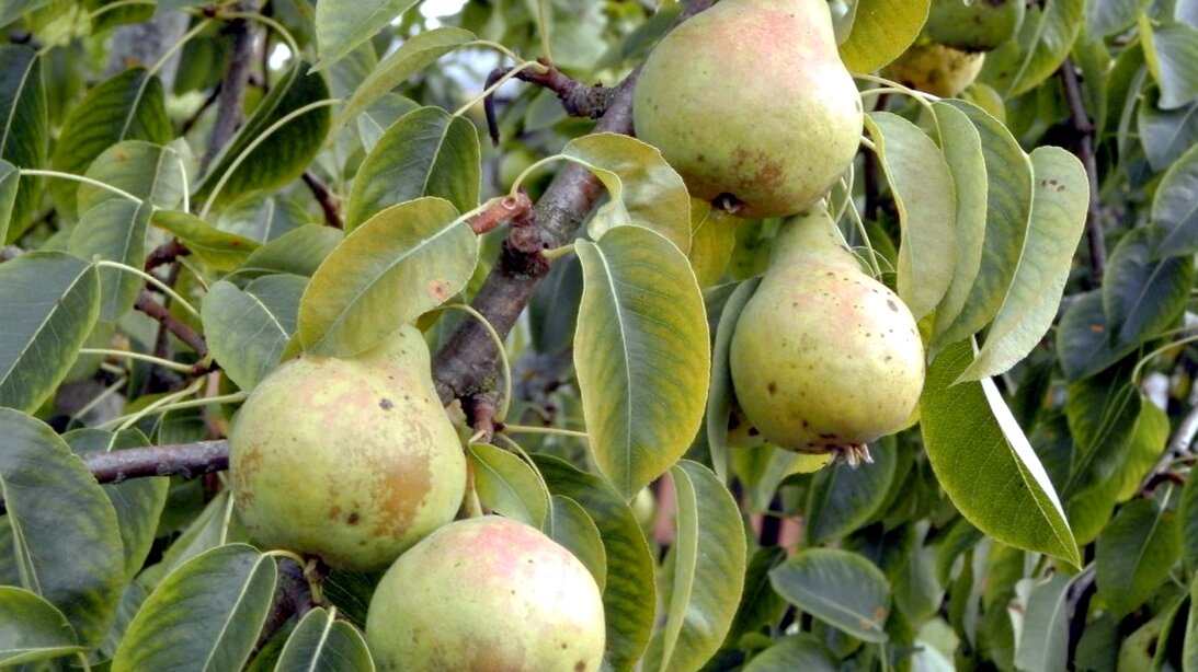 Груша сорта Кафедральная. Масса плода варьируется от 100 до 110 грамм