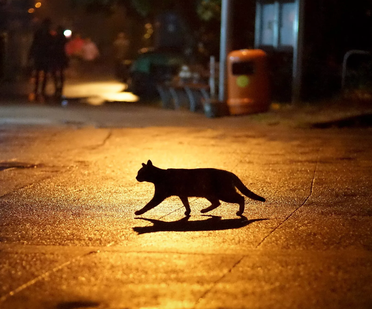 Дорога домой кошки. Кот на дороге.