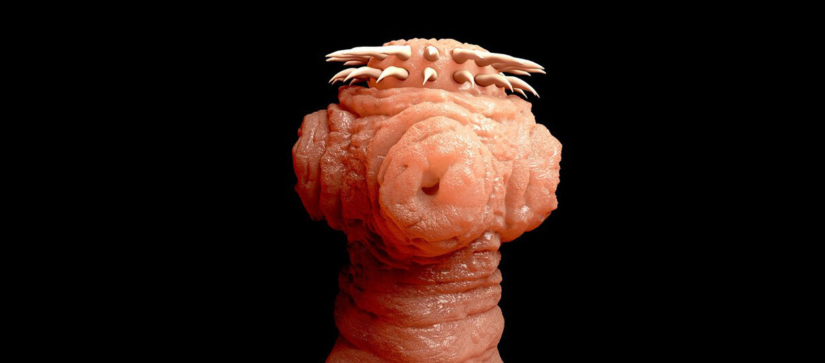 Вместо органов чувств на переднем конце тела паразитического червя Taenia solium находятся присоски и крючки — они нужны, чтобы как следует закрепиться в ЖКТ хозяина.