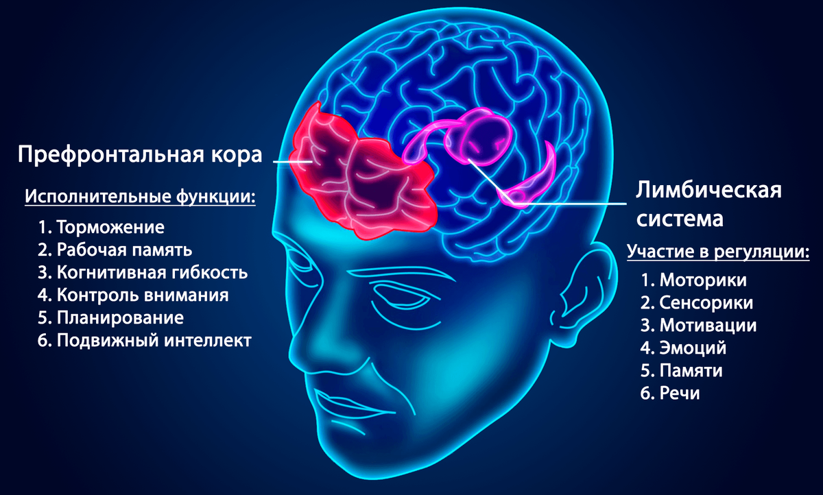 Когда мозг деградирует от нехватки крови, снижается концентрация внимания.  8 упражнений | Причины Здоровья | Дзен