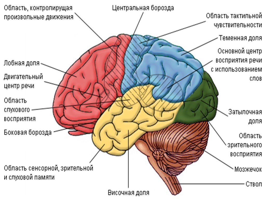 Когда мозг деградирует от нехватки крови, снижается концентрация внимания.  8 упражнений | Причины Здоровья | Дзен