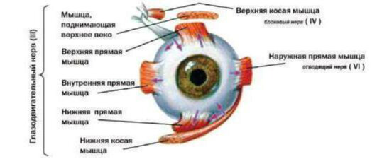 Три нерва: глазодвигательный, блоковый и отводящий иннервируют (обеспечивают) шесть мышц, отвечающих за движение глаза.