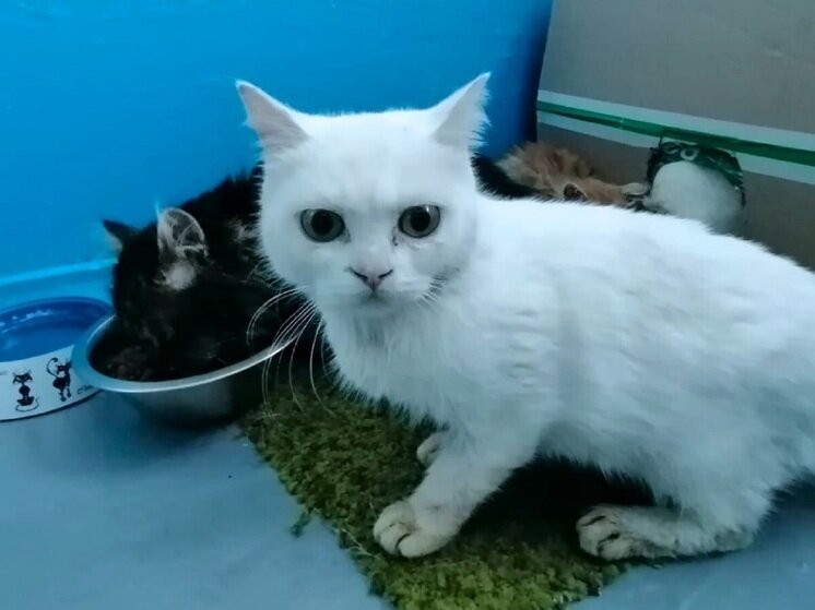     Спасенные на дороге кошки ждут новых хозяев. Фото: vk.com/zoozahita.