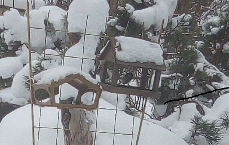 Синичка, которая есть и на первом кадре. Вы её не видите, но она там есть!