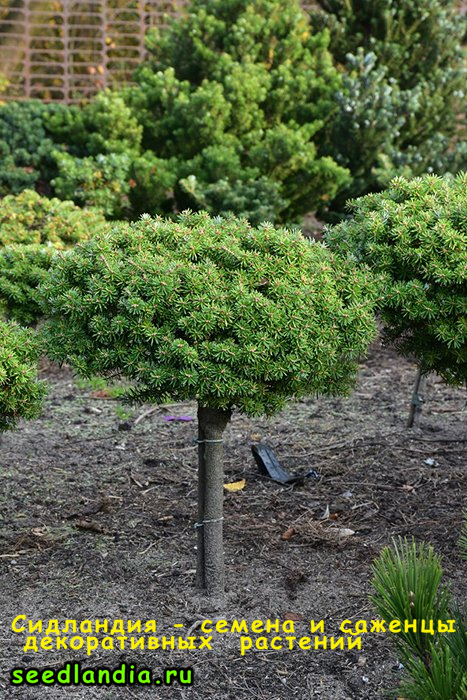 Ель медуза на штамбе. Пихта корейская Кристалкугель. Abies Koreana Aurea. Пихта корейская Aurea. Пихта корейская Аурея.