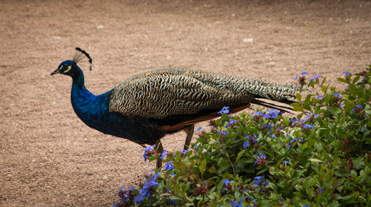 Картинка с бесплатного фотостока https://unsplash.com, автор Bernd 📷 Dittrich