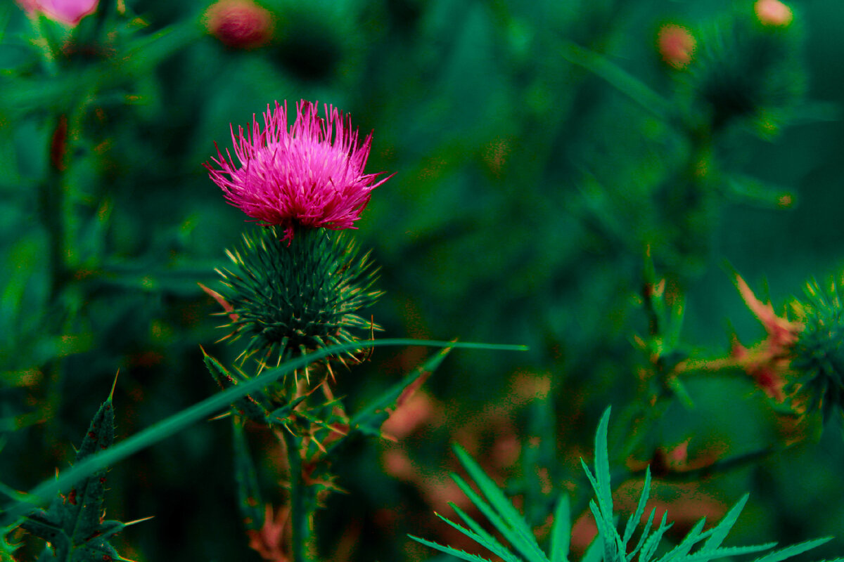 Картинка с бесплатного фотостока https://unsplash.com, автор Emmanuel Wambugu