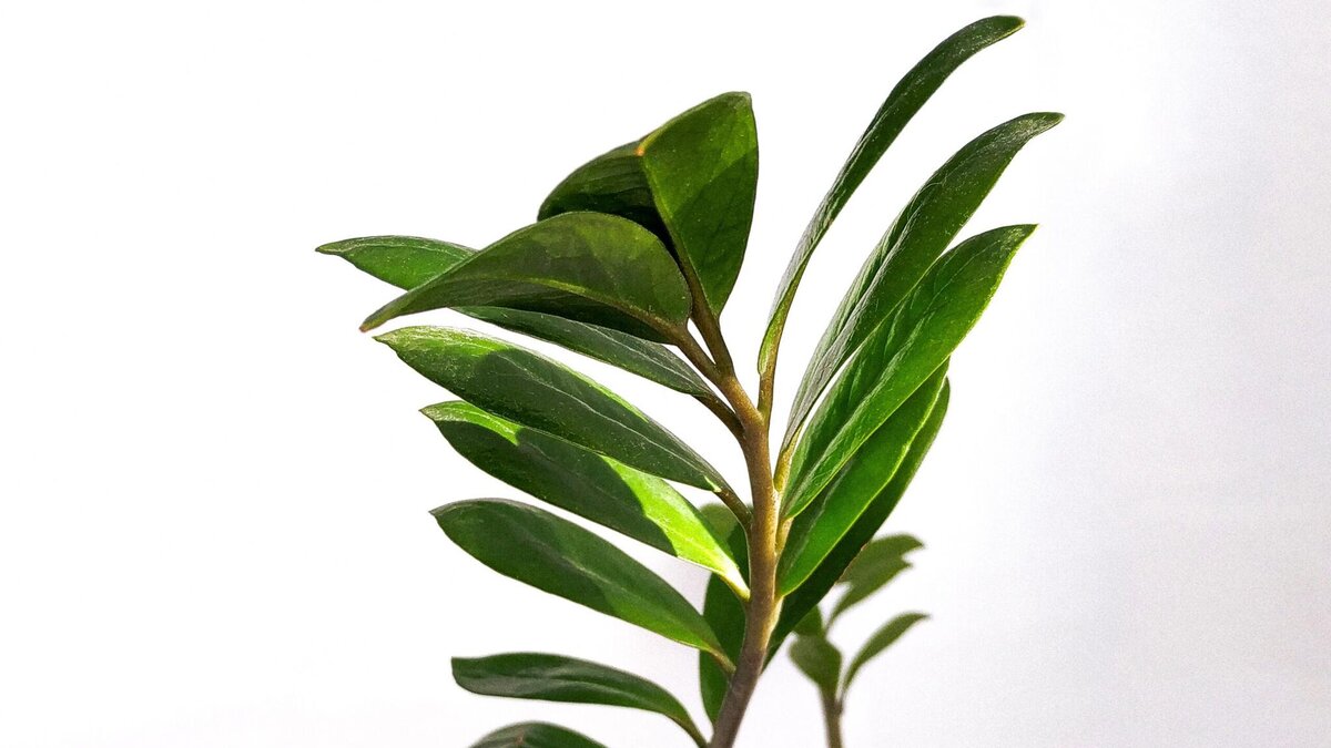    Что делать, если замиокулькас начал желтеть: совет агронома© Unsplash / Анна Енина