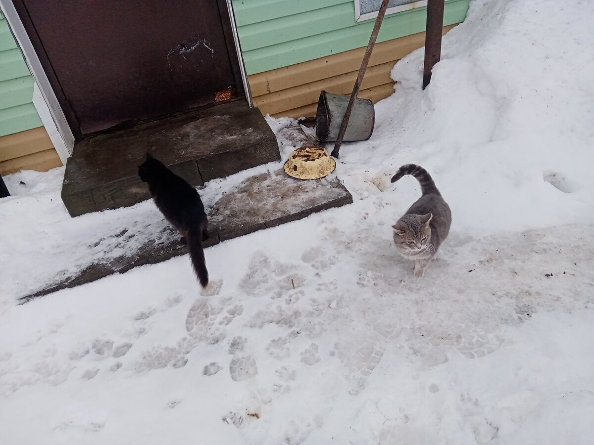 Дедовщина Отмучился | Живу по-деревенски | Дзен