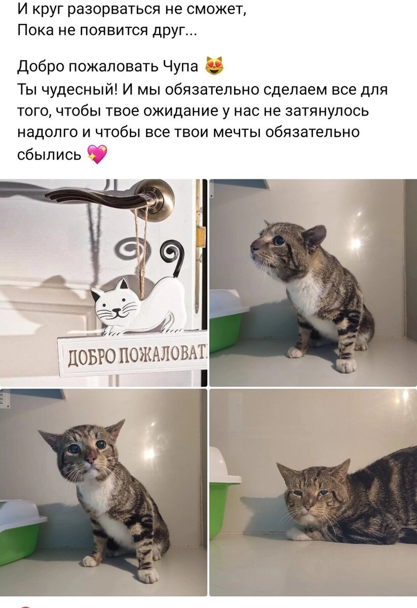 Кот Чупа ищет дом ❄️🏠🐾🐈 | Приют для кошек 