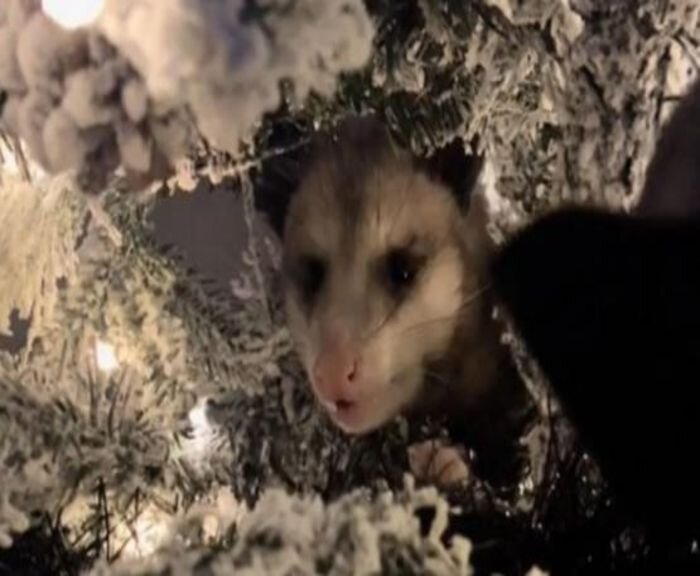 Источник фото: скриншот видео TikTok; thoughtco.com