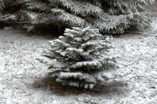   Где в Подмосковье можно легально срубить елку и сколько это стоит?