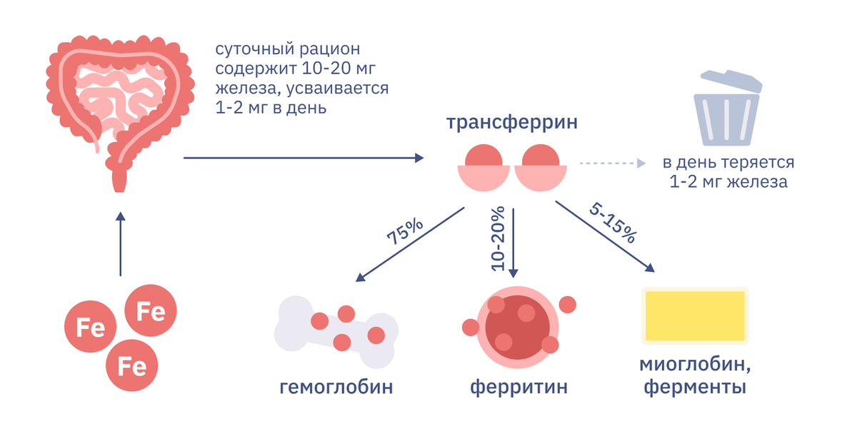 Почему не работают препараты железа?