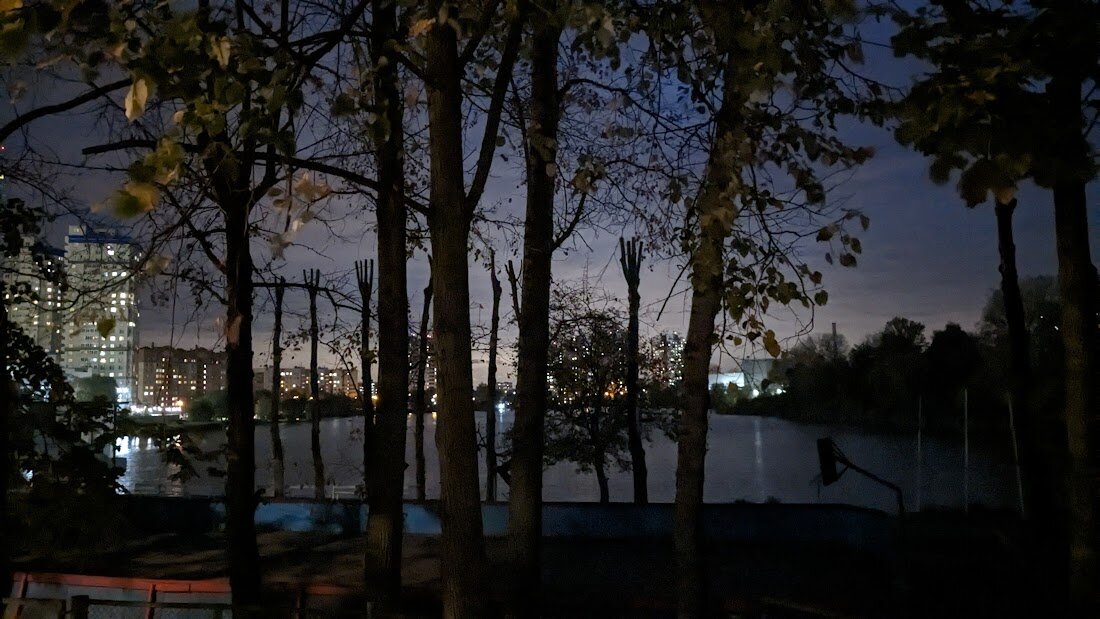 Вилки кронированных деревьев на берегу реки Серебрянка. Фото автора
