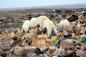 Природа Арктического региона очень уязвима. Эта статья будет посвящена основным экологическим проблемам Арктического региона. Складирование радиоактивных отходов Склад радиоактивных отходов.-2