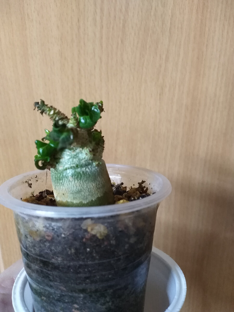 Свежая зелень