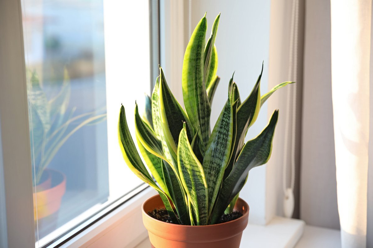 Сансевиерия Snake Plants