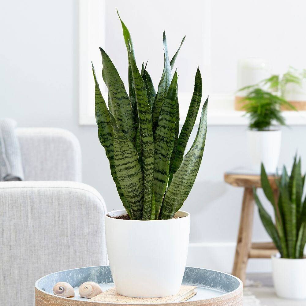 Сансевиерия Snake Plants