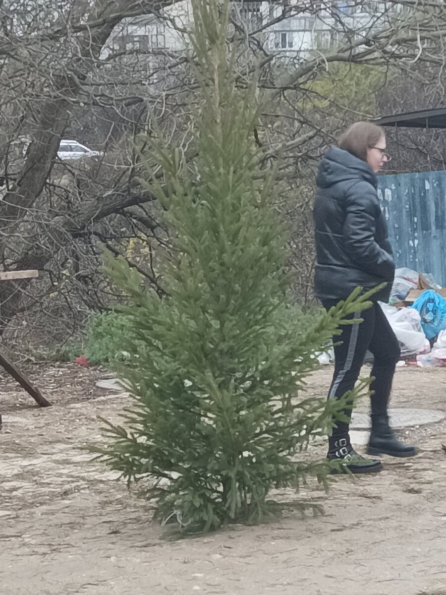 Елки