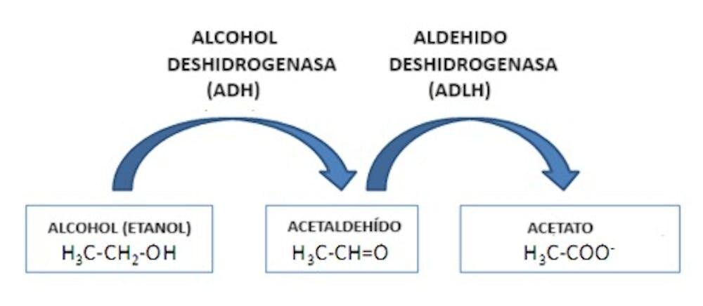 Печень расщепляет алкоголь в два этапа. Мануэль Пейнадо