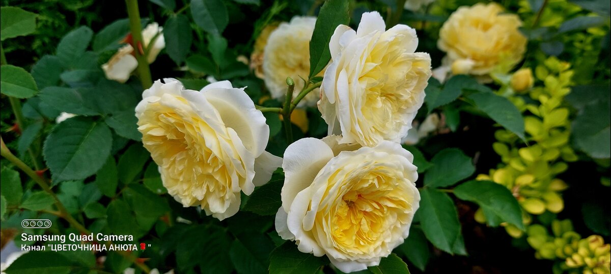 Зе Пилгримм. "Остинка"